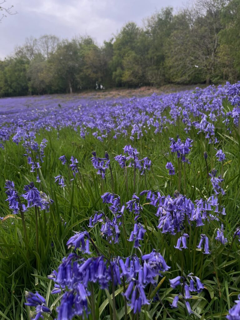 Bluebells in the woods